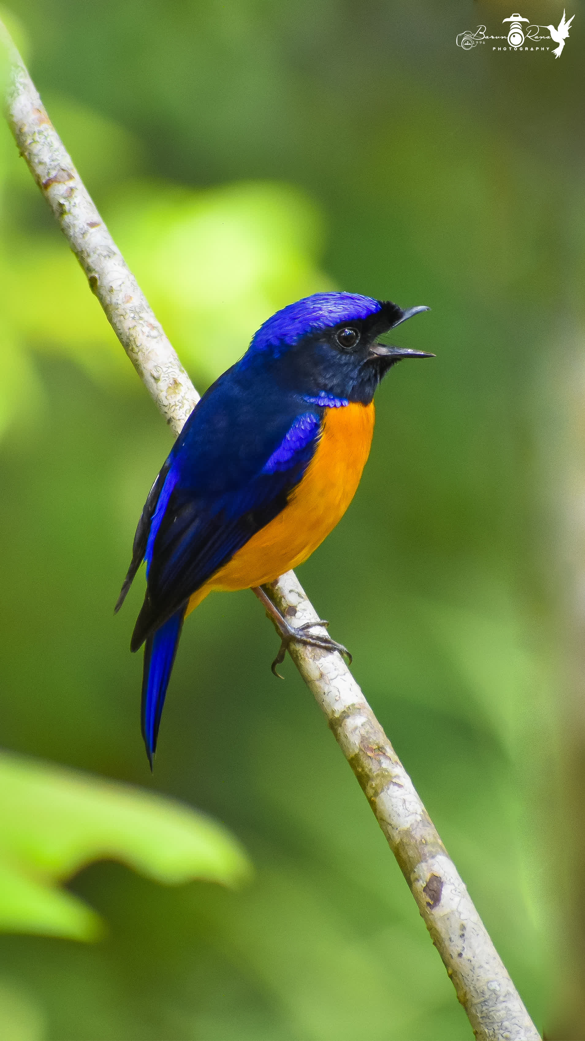 Rufous Bellied Niltava